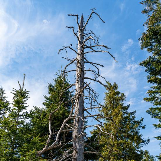 fakivágás kosaras emelővel